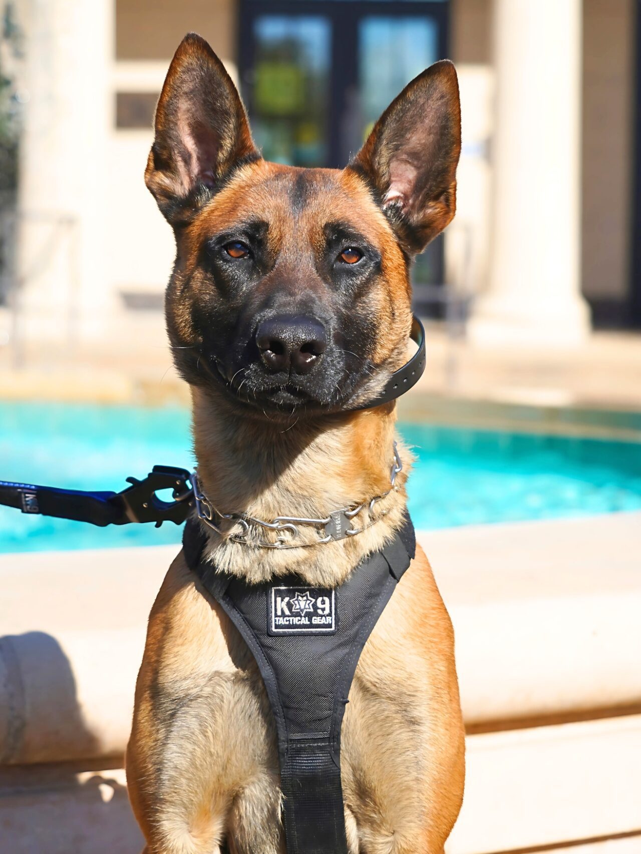 Belgian Malinois police K-9 wearing a black working harness.