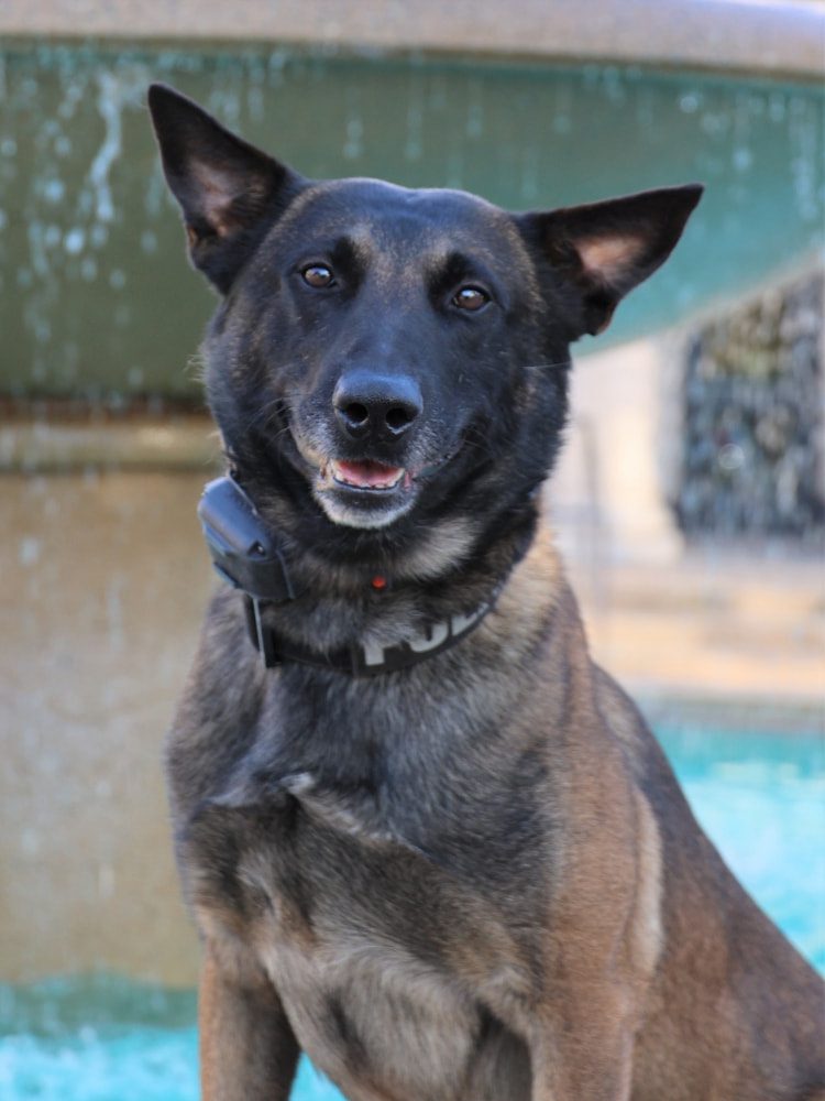 Dark-coated police K-9 wearing a collar and sitting outdoors.